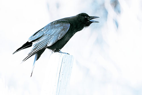 Cawing Crow Atop Crooked Wooden Post (Blue Tint Photo)