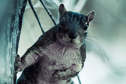 Chest Holding Squirrel Leans Against Tree (Blue Tint Photo)