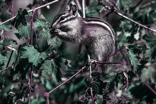 Chipmunk Feasting On Tree Branches (Blue Tint)