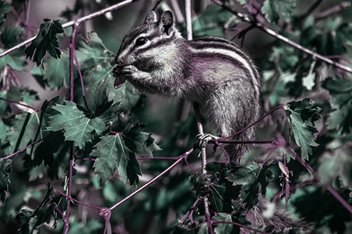 Chipmunk Feasting On Tree Branches (Blue Tint Photo)