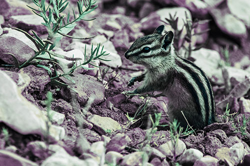 Chipmunk Ripping Plant Stem From Dirt (Blue Tint Photo)