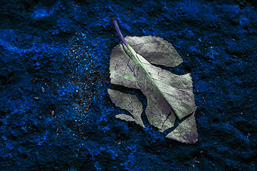 Chipped Leaf Face Rests Atop Pavement (Blue Tint)