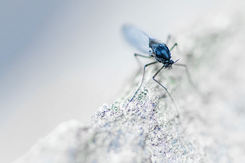 Chironomid Midge Fly Standing Along Rock Edge (Blue Tint Photo)