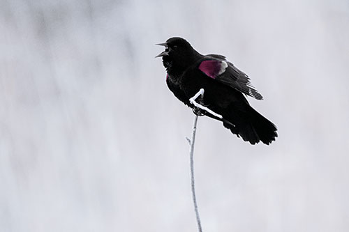 Chirping Red Winged Blackbird Atop Snowy Branch (Blue Tint Photo)