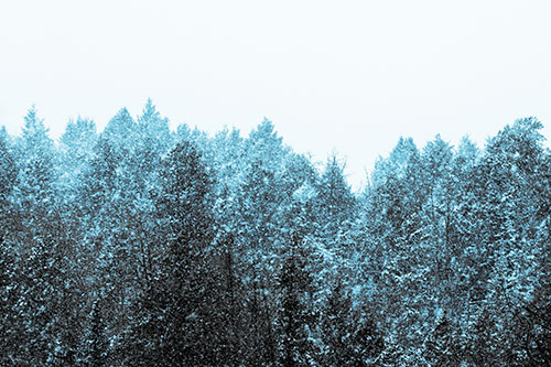 Christmas Snow Blanketing Trees (Blue Tint Photo)
