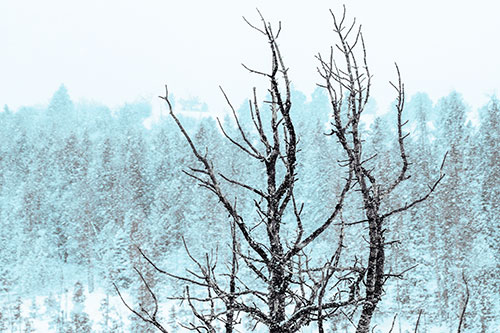 Christmas Snow On Dead Tree (Blue Tint Photo)
