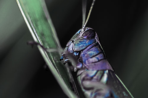 Climbing Grasshopper Crawls Upward (Blue Tint Photo)