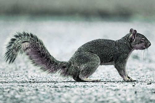 Closed Eyed Squirrel Meditating (Blue Tint Photo)