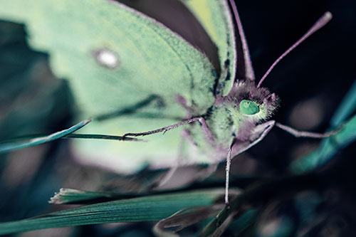 Cloudless Sulphur Butterfly Taking Stance (Blue Tint)