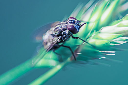 Cluster Fly Rests Atop Grass Blade (Blue Tint Photo)