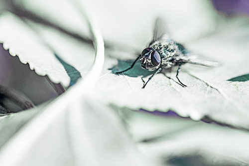 Cluster Fly Standing Atop Stacked Intersecting Leaves (Blue Tint)