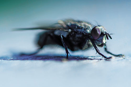 Cluster Fly Stands Among Sunshine (Blue Tint Photo)