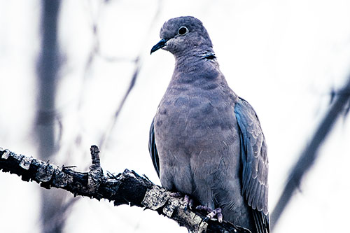 Collared Dove Perched Atop Peeling Tree Branch (Blue Tint Photo)