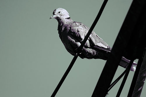Collared Dove Perched Atop Wire (Blue Tint Photo)