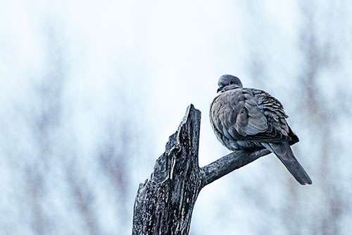 Collared Dove Sitting Atop Broken Tree (Blue Tint)