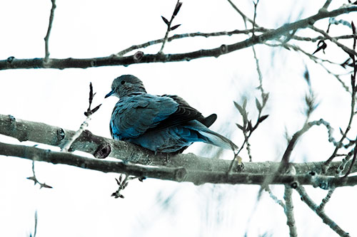 Collared Dove Sitting Atop Tree Branch (Blue Tint Photo)