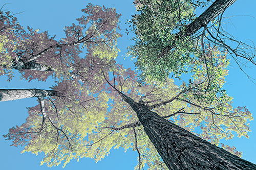 Colorful Towering Autumn Trees Among Clear Sky (Blue Tint)