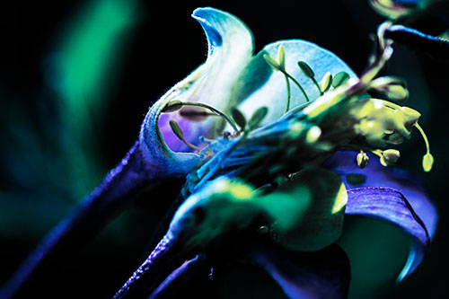 Columbine Flower Face Embracing Sunlight (Blue Tint)
