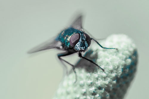 Confused Blow Fly Tilts Head Atop Coneflower (Blue Tint)