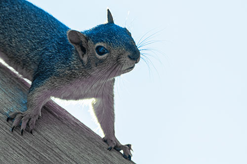 Confused Head Tilting Squirrel Standing Along Wooden Pole (Blue Tint)