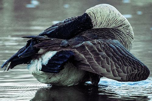 Contorting Canadian Goose Playing Peekaboo (Blue Tint Photo)
