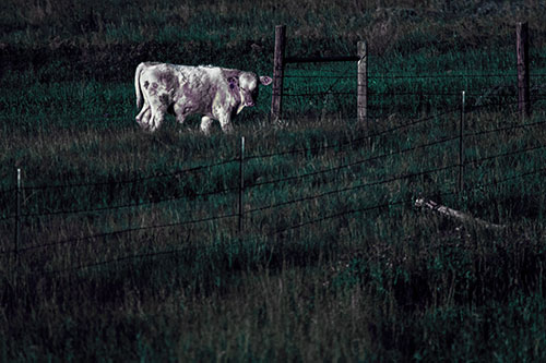Cow Glances Sideways Beside Barbed Wire Fence (Blue Tint Photo)