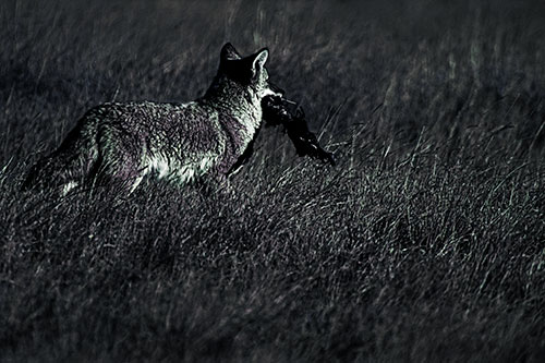Coyote Heads Towards Forest Carrying Dead Animal Carcass (Blue Tint Photo)