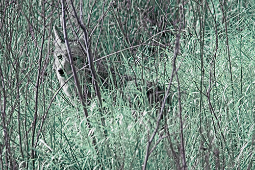Coyote Makes Eye Contact Among Tall Grass (Blue Tint Photo)