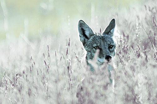 Coyote Peeking Head Above Feather Reed Grass (Blue Tint Photo)