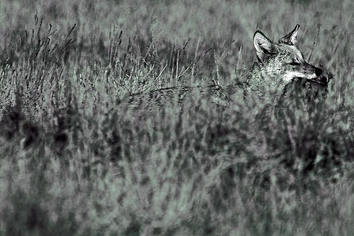 Coyote Running Through Tall Grass (Blue Tint Photo)