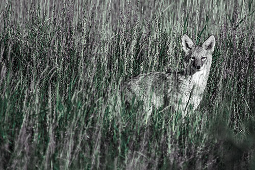 Coyote Watches Among Feather Reed Grass (Blue Tint Photo)