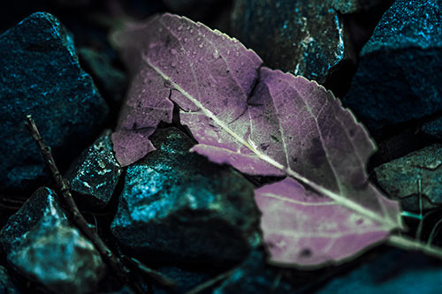 Cracked Soggy Leaf Face Rests Among Rocks (Blue Tint Photo)