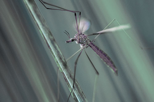 Crane Fly Clinging Ahold To Grass Blade (Blue Tint)
