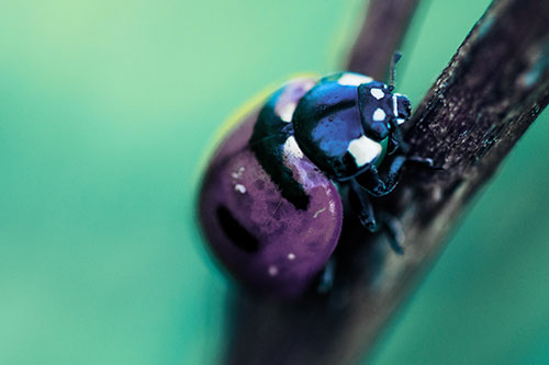 Crawling Ladybug Climbing Up Plant Stem (Blue Tint Photo)