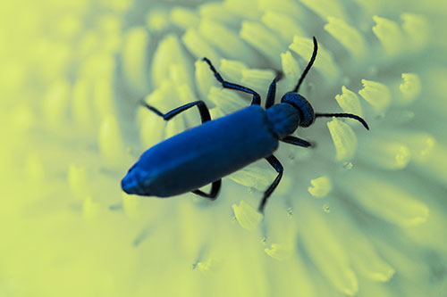 Crawling Oedemera Beetle Searching Atop Dandelion (Blue Tint)
