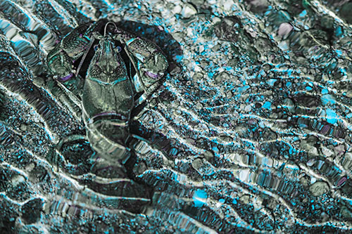 Crayfish Holds Onto Riverbed Floor Among Rippling Water (Blue Tint Photo)