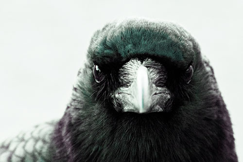 Creepy Close Eye Contact With A Crow (Blue Tint Photo)