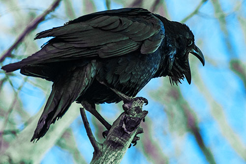 Croaking Raven Perched Atop Broken Tree Branch (Blue Tint Photo)