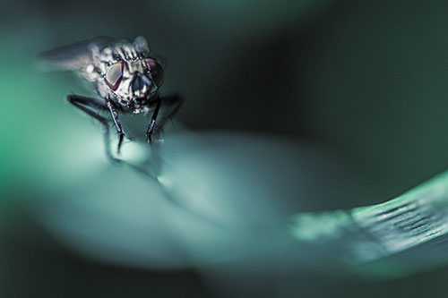 Crouching Cluster Fly Balances Among Grass Blade (Blue Tint)