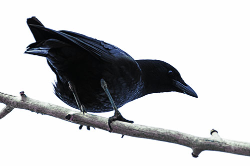 Crouching Crow Peeking Below Thick Tree Branch (Blue Tint Photo)