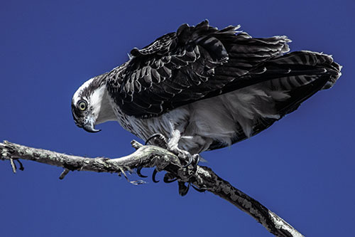 Crouching Osprey Hawk Looking Below Shredded Tree Branch (Blue Tint)