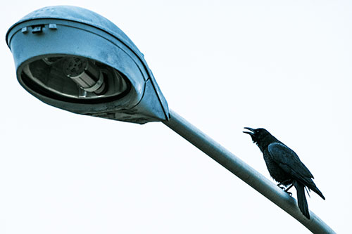 Crow Cawing Atop Sloping Light Pole (Blue Tint Photo)