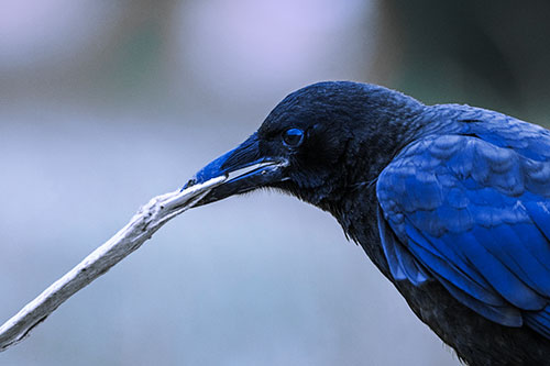 Crow Clamping Ahold Flattened Coffee Cup (Blue Tint Photo)