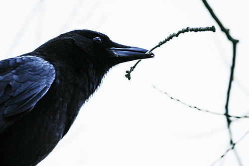 Crow Clasping Stick Among Tree Branches (Blue Tint Photo)