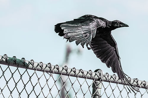 Crow Flying Over Chain Link Fence (Blue Tint)