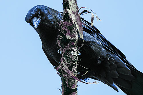 Crow Glaring Downward Atop Peeling Tree Branch (Blue Tint Photo)