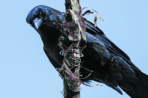 Crow Glaring Downward Atop Peeling Tree Branch (Blue Tint)