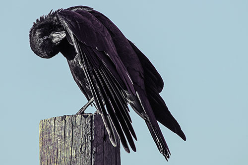 Crow Grooming Wing Atop Wooden Post (Blue Tint Photo)