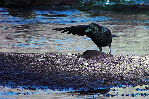 Crow Pointing Upstream Using Wing (Blue Tint Photo)