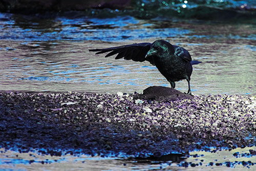 Crow Pointing Upstream Using Wing (Blue Tint)